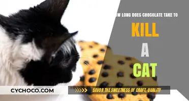 The Lethal Timeline: Chocolate's Deadly Effects on Cats Explained