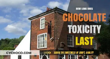 Decoding Chocolate Toxicity: Duration and Effects on Your Health