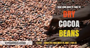 From Harvest to Chocolate: The Cocoa Bean Drying Process Explained