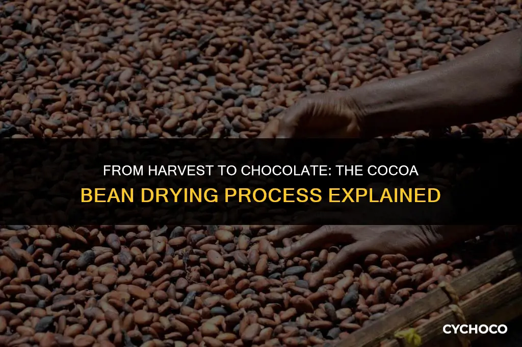 how long does it take to dry cocoa beans