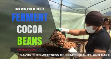 Unlocking the Richness: The Art and Timeline of Cocoa Fermentation