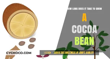 From Bean to Bar: The Fascinating Journey of Cocoa Growth