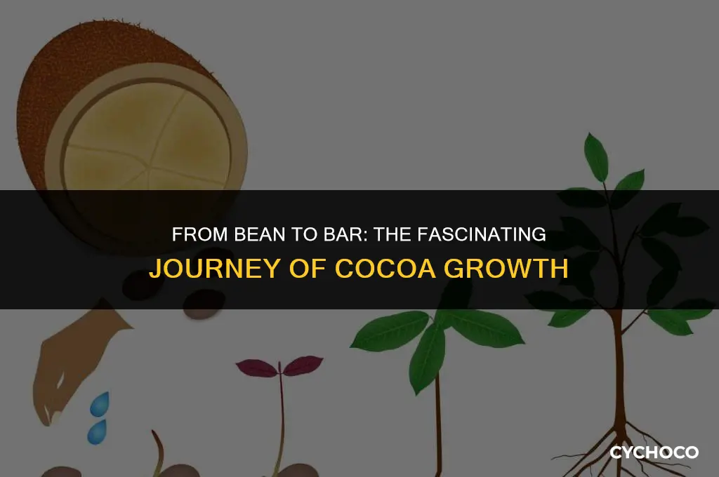 how long does it take to grow a cocoa bean