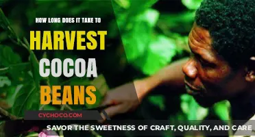 From Tree to Treat: The Cocoa Bean Harvesting Timeline Explained