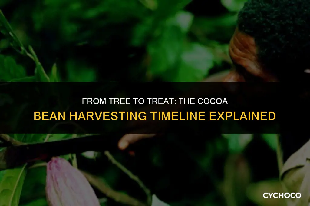 how long does it take to harvest cocoa beans