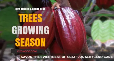 Exploring the Growth Cycle of Cocoa Bean Trees: A Seasonal Journey