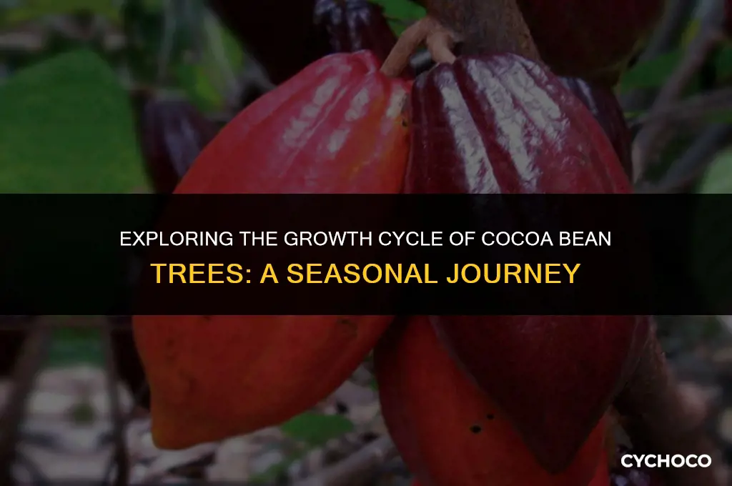 how long is a cocoa bean trees growing season