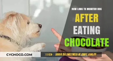 Chocolate Consumption in Dogs: A Guide to Safe Monitoring
