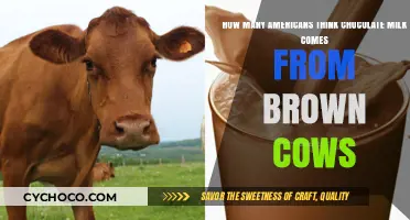 Debunking Dairy Myths: The Surprising Truth About Chocolate Milk's Origins