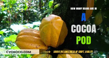 Unveiling the Surprising Number of Beans Inside a Cocoa Pod