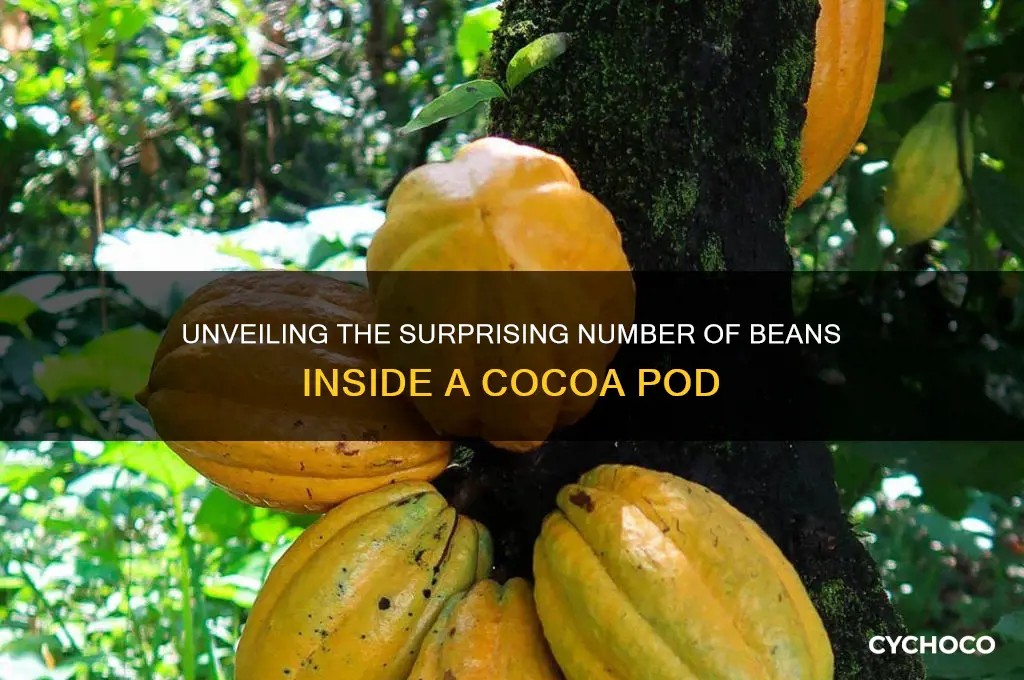 how many beans are in a cocoa pod