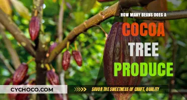 Unlocking the Secrets of Cocoa Trees: A Journey into Bean Production