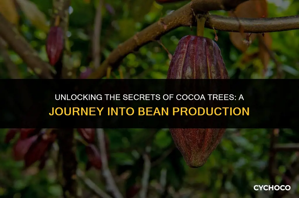 how many beans does a cocoa tree produce