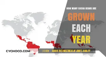 Exploring the Global Cocoa Bean Production: A Yearly Overview