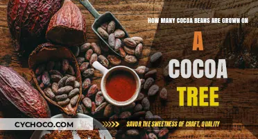 Exploring the Abundance: Cocoa Beans on a Cocoa Tree