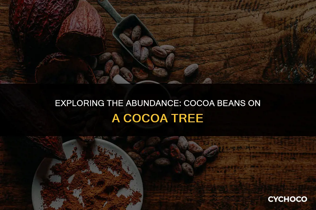 how many cocoa beans are grown on a cocoa tree