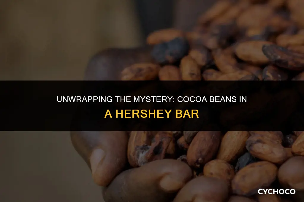how many cocoa beans are in a hershey bar