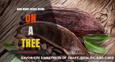Unlocking the Secrets of Cocoa Trees: Bean Bounty Revealed