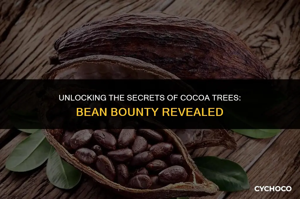 how many cocoa beans on a tree