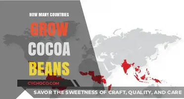 Exploring the Global Cocoa Belt: A Journey Through Bean-Growing Nations