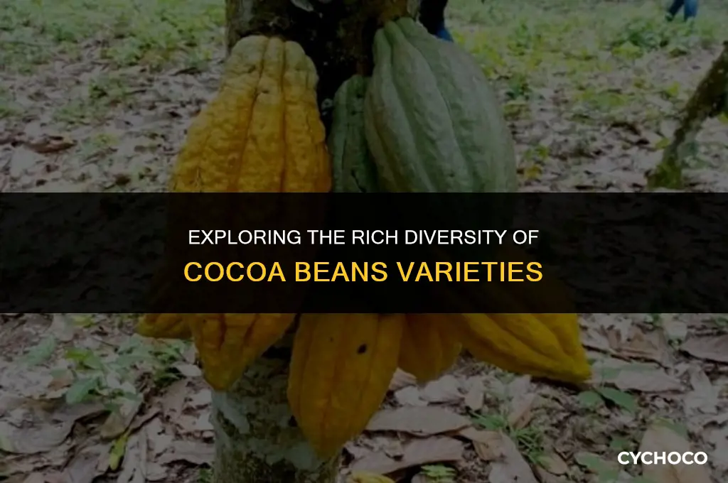 how many different cocoa beans are there