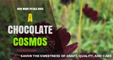 Unveiling the Chocolate Cosmos: A Journey Through Its Petals