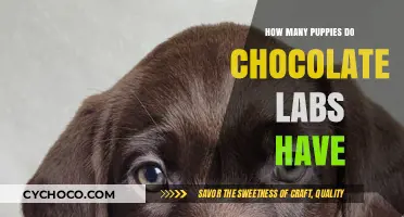 Decoding the Litter Size of Chocolate Labs: A Comprehensive Guide