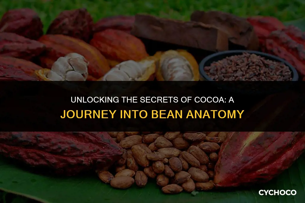 how many seeds are in a cocoa bean