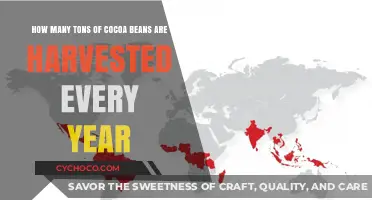 Global Cocoa Harvest: Unveiling the Astonishing Annual Yield