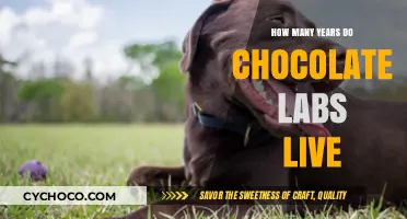 Lifespan of Chocolate Labs: A Comprehensive Guide