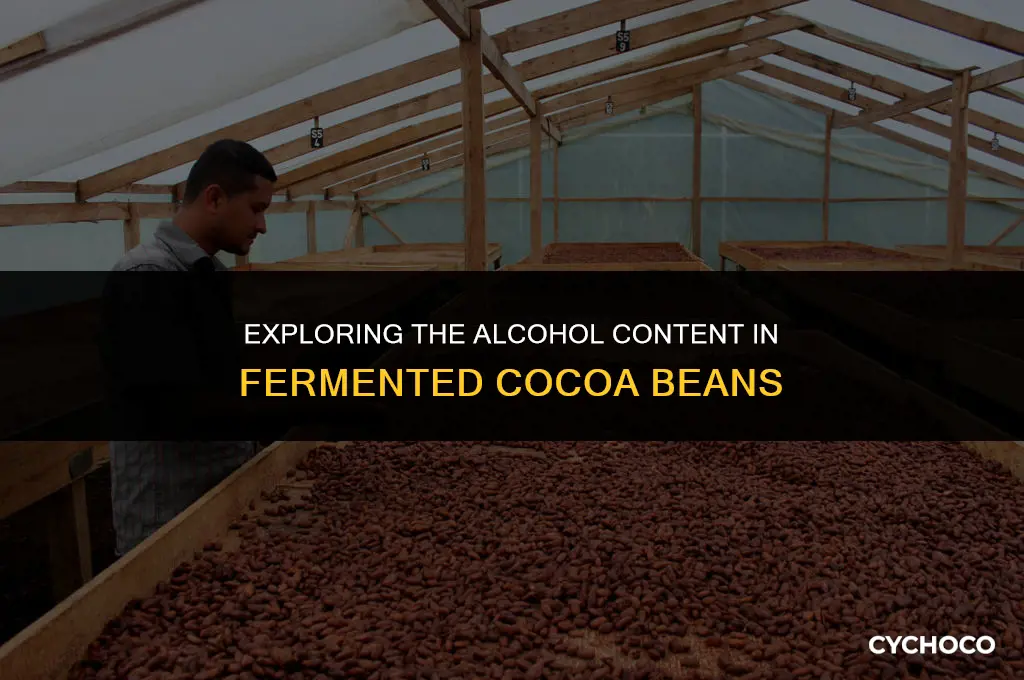 how much alcohol is in cocoa beans after they ferment