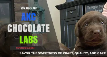 Exploring the Price Range of AKC Chocolate Labrador Retrievers