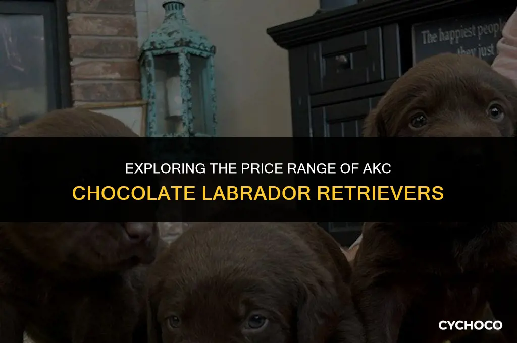 how much are akc chocolate labs