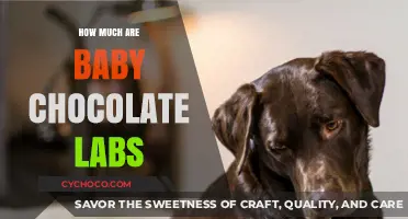 Pricing Puppy Love: The Cost of Baby Chocolate Labs