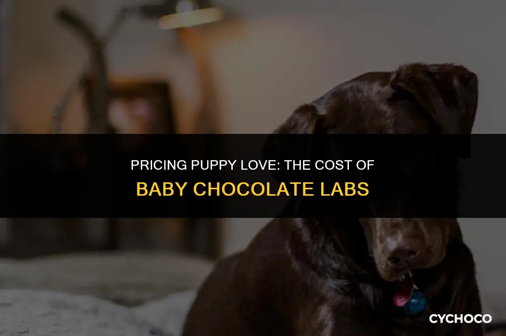 how much are baby chocolate labs