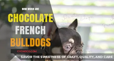Decoding the Cost of Chocolate French Bulldogs: A Comprehensive Guide