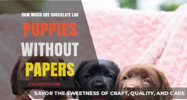 Exploring the Cost of Chocolate Lab Puppies Without Papers