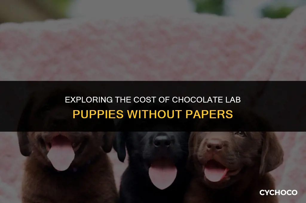 how much are chocolate lab puppies without papers