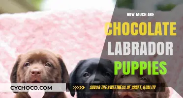 Pricing Chocolate Labrador Puppies: What You Need to Know