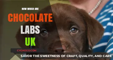 Pricing Guide: Chocolate Labradors in the UK Market