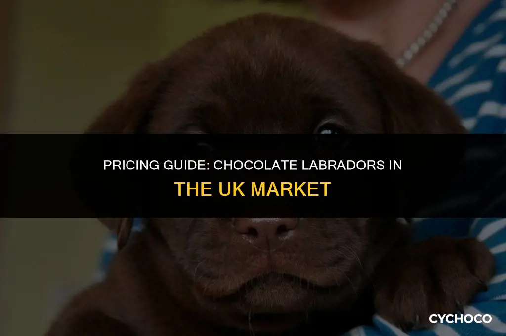 how much are chocolate labs uk