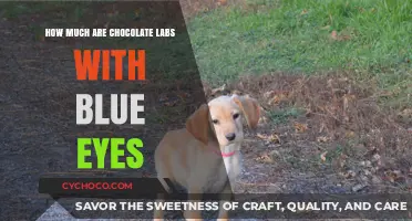 Rare Find: Chocolate Labs with Striking Blue Eyes - Price Guide