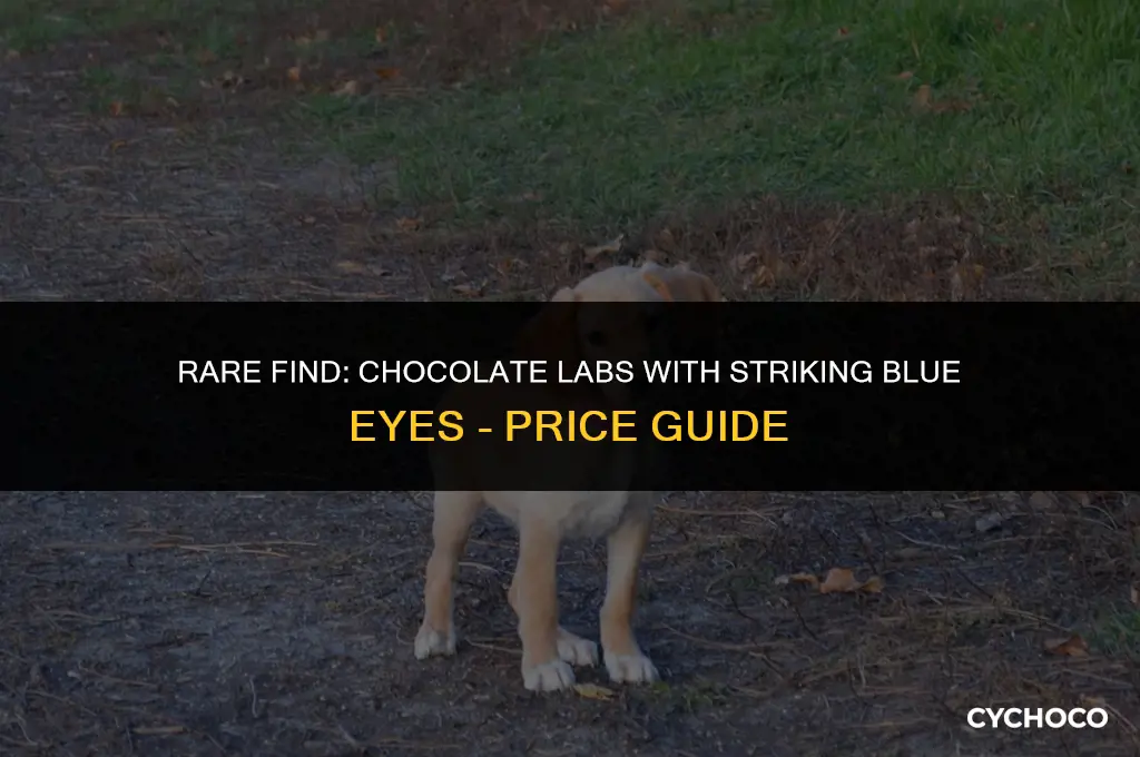 how much are chocolate labs with blue eyes
