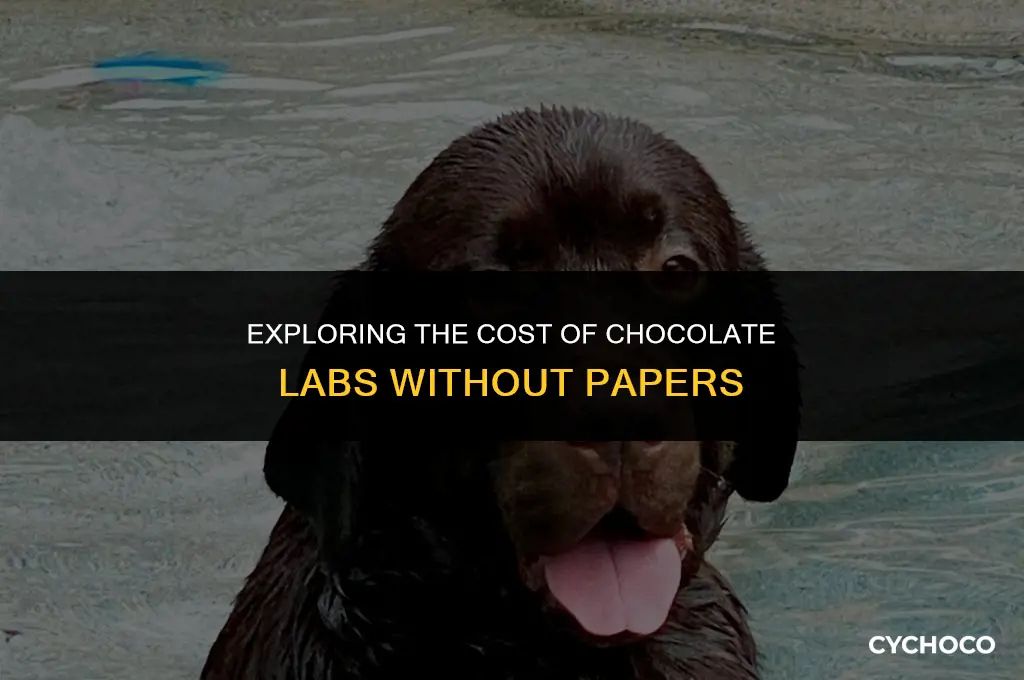 how much are chocolate labs without papers