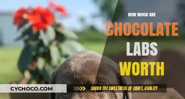 Decoding the Value: What's the Price Tag on Chocolate Labs?