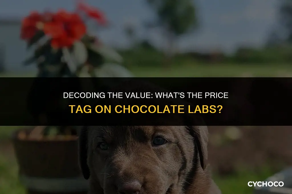 how much are chocolate labs worth