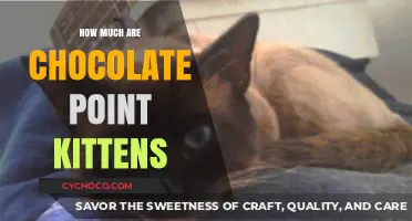 Discover the Price Range of Adorable Chocolate Point Kittens