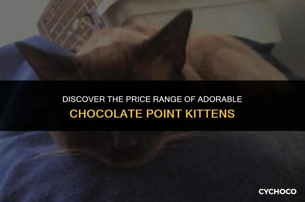 how much are chocolate point kittens