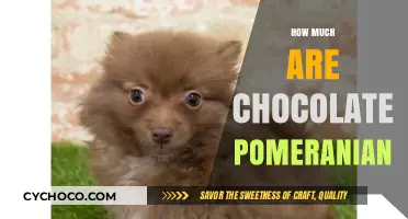 Decoding the Cost: Chocolate Pomeranians and Their Price Tag