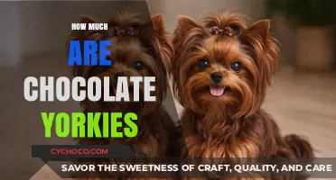 Decoding the Cost: How Much Are Chocolate Yorkies?